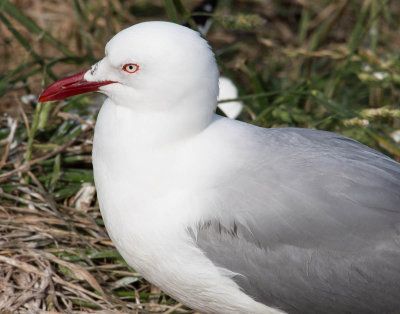 Red-billed Gull, Otago Peninsula (12/13/2012)