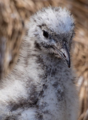 Red-billed Gull chick, Otago Peninsula (12/13/2012)
