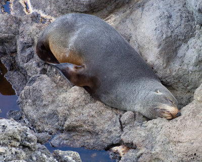 Sleepy New Zealand Fur Seal, Otago Peninsula (12/13/2012)