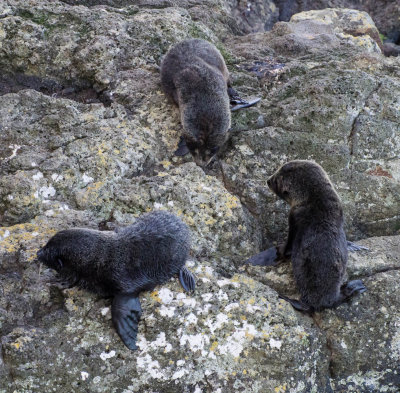 Baby New Zealand Fur Seals, Otago Peninsula (12/13/2012)