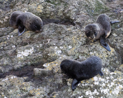 Baby New Zealand Fur Seals, Otago Peninsula (12/13/2012)