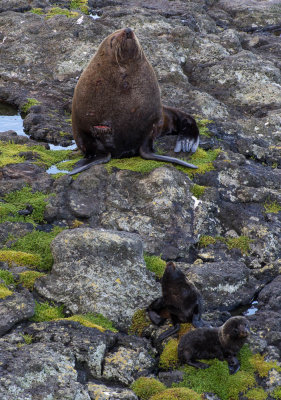 Mother and babies (12/13/2012)