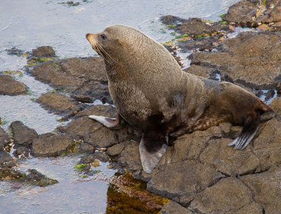 New Zealand Fur Seal, Otago Peninsula (12/13/2012)