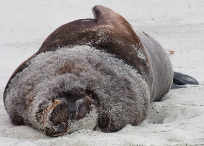 Sandy Hooker's Sealion, Otago Peninsula (12/13/2012)