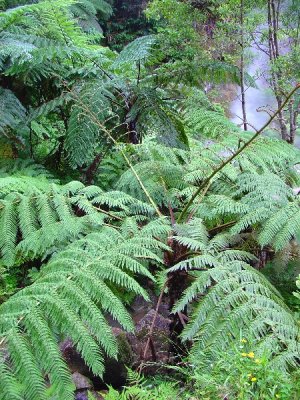 fern trees at Caldeira Velha