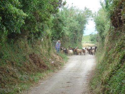 the locals