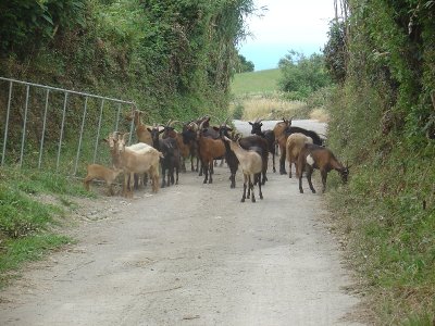 the locals closer