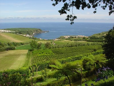 the tea plantation
