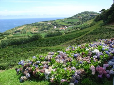 the gardens and beyond