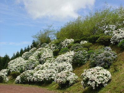 have we mentioned the hydrangeas?