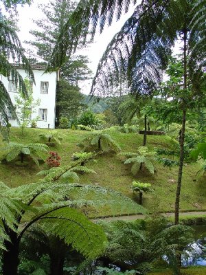 fern trees