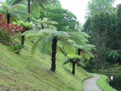 are palms fern trees?