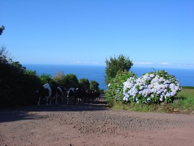 moo with hydrangeas