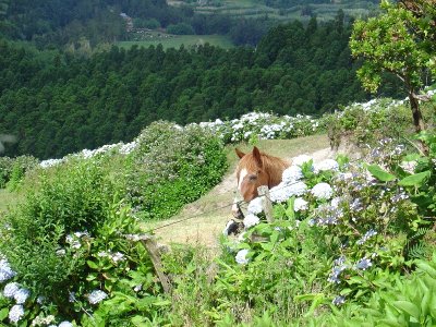 A horse and a calf