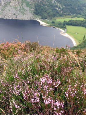 Lough Tay (Guinness Lake)