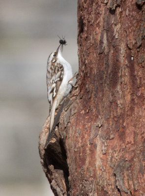 brown creeper-8112.jpg