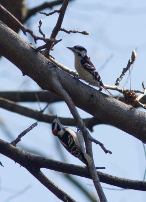 downy woodpecker-8674.jpg