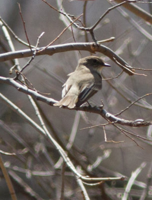 eastern phoebe-s-8324.jpg