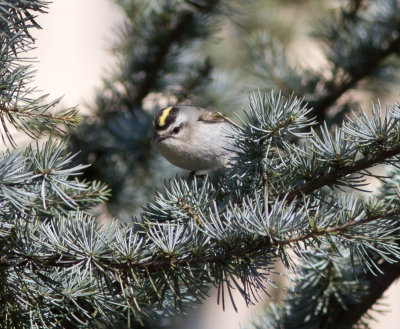 golden-crowned kinglet-8569.jpg