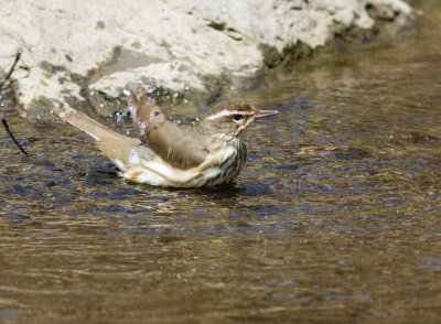 louisiana waterthrush-8365.jpg