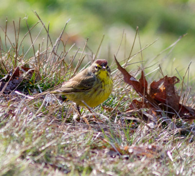 palm warbler s-8449.jpg