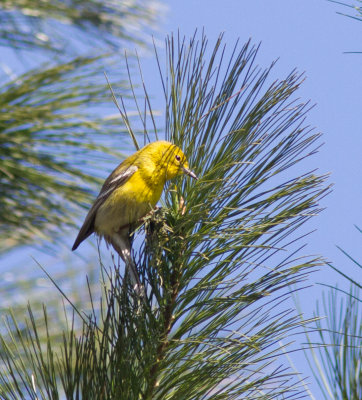 pine warbler-8533.jpg