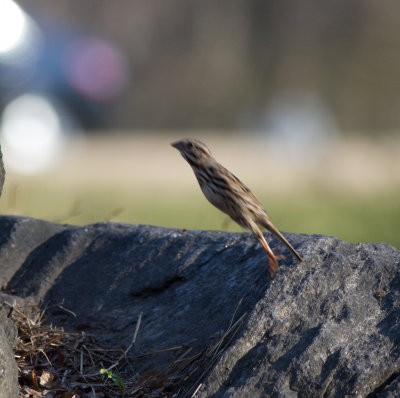 song sparrow-8470.jpg