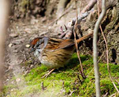swamp sparrow-8048.jpg