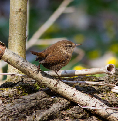 winter wren-8720.jpg