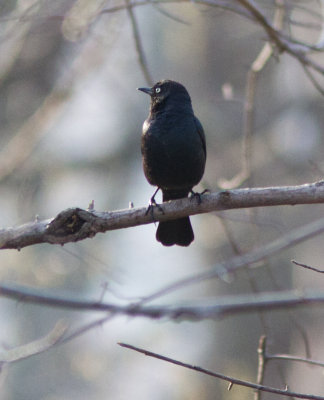 rusty blackbird-8892.jpg