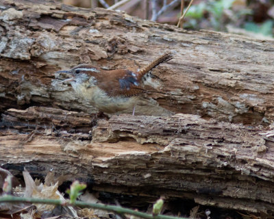 carolina wren-8822.jpg