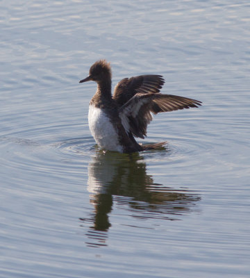 hooded merganser-8608.jpg