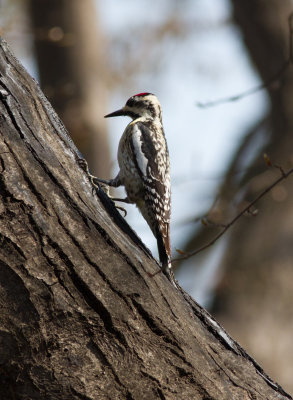 yb sapsucker-9132.jpg