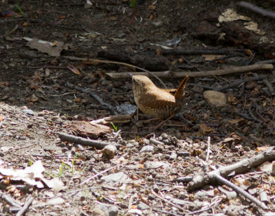 house wren-0463.jpg