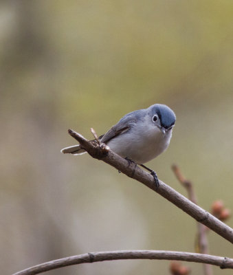 blue-grey gnatcatcher-0358.jpg