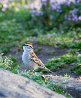 chipping sparrow-0145.jpg