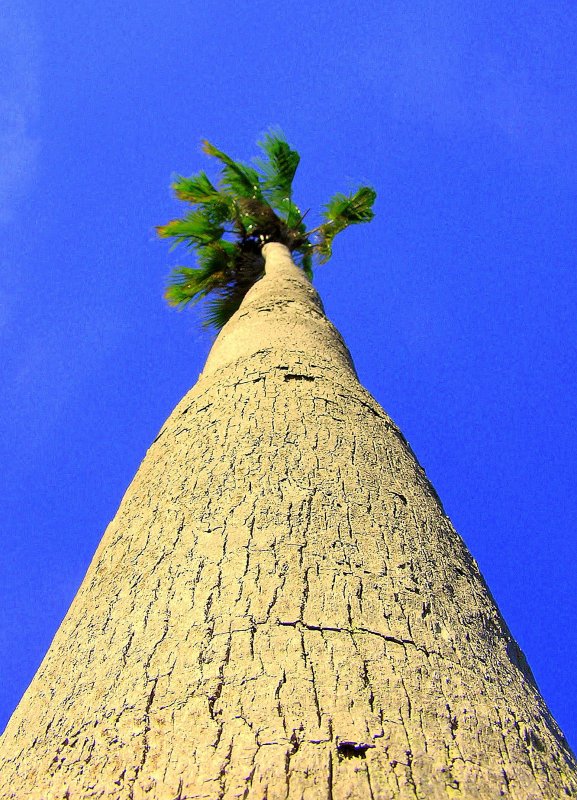 Saturated Palm