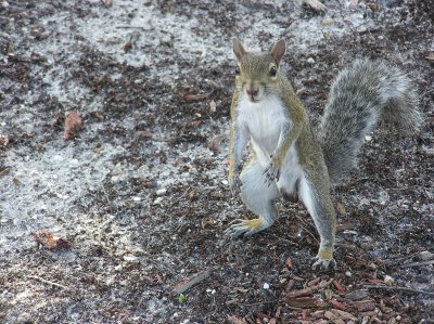 Squirrel