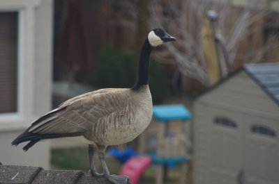 Canadian Goose.jpg