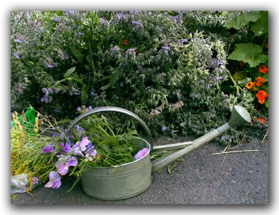 Open Day at the Allotments