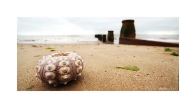 seashells on the seashore