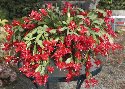 Christmas Cactus