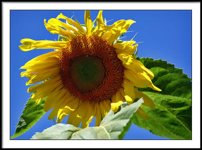 aug 20 more sunflower