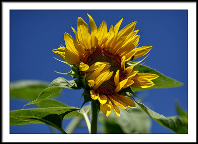 aug 20 sunflower