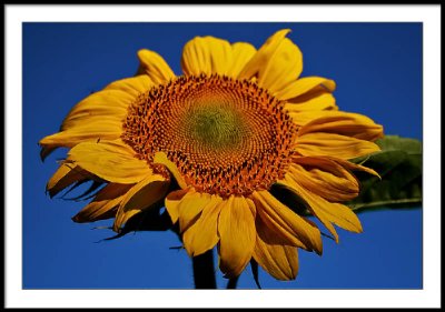 aug 21 sunflower
