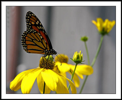 aug 25 monarch