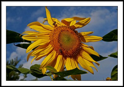 aug 31 sunflower