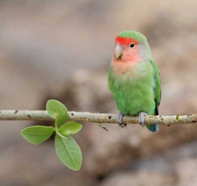 Rosy-faced Lovebirds