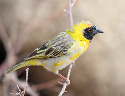 Southern Masked  Weaver male
