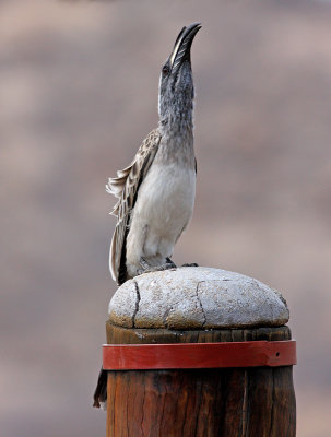 African Grey Hornbill2
